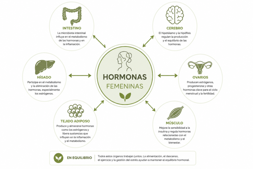Infografía sobre los órganos implicados en el equilibrio hormonal femenino y su relación con la alimentación.